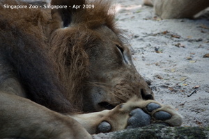 20090423 Singapore Zoo  37 of 97 